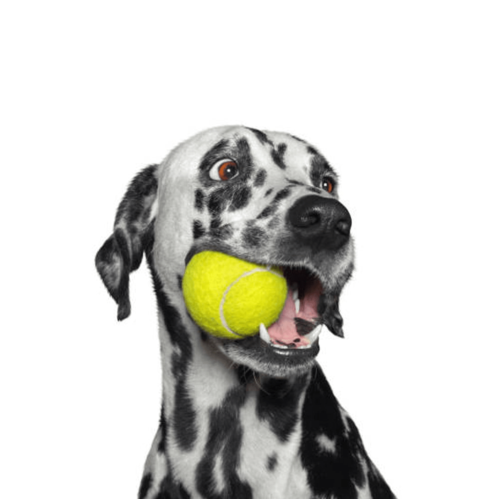 Goofy Tails Sport Tennis Ball Toy for Dogs (Green)