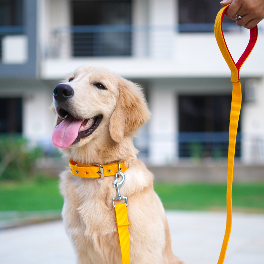 Pets Way Padded Everyday Leash for Dogs (Butterscotch)
