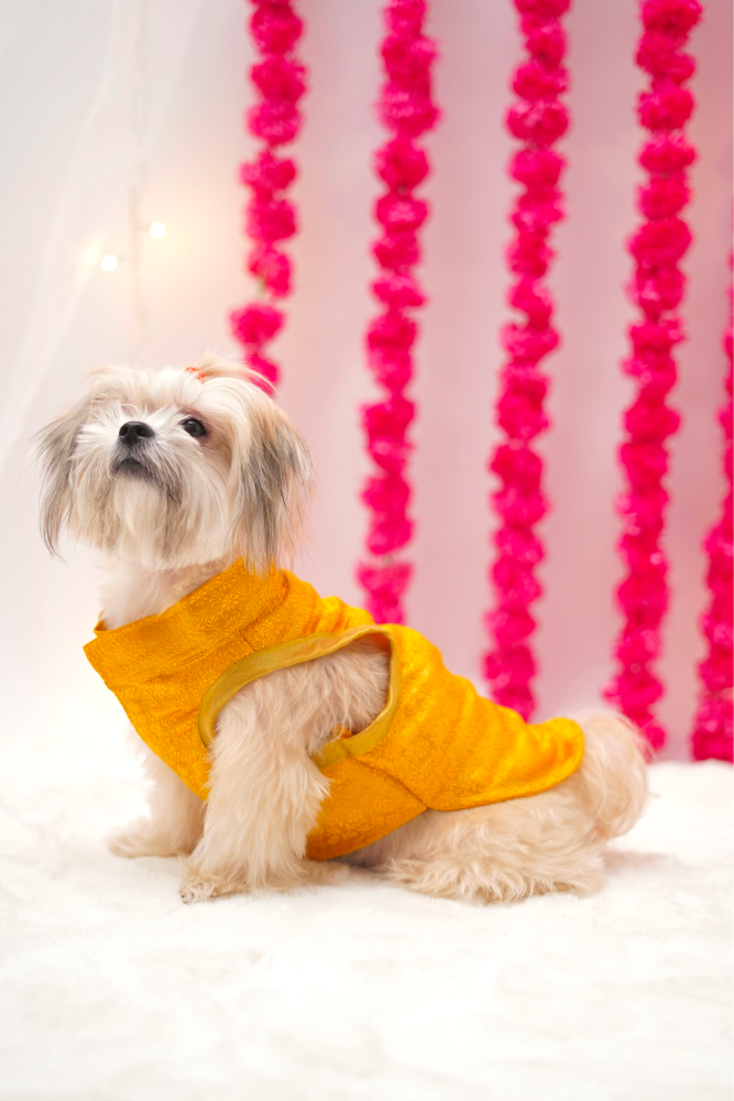 Furvanity Brocade Bandhgala for Dogs and Cats (Yellow)