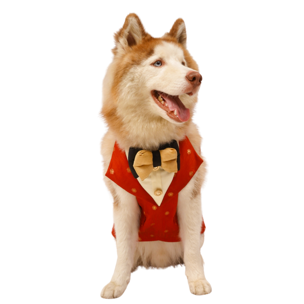 Floof & Co Sherwani for Dogs (Red & Gold)
