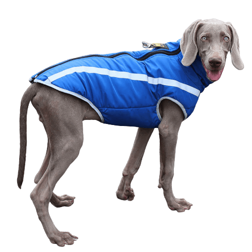 A Plus A Pets Luxurious Rain & Wind Protector Jacket for Dogs (Blue)