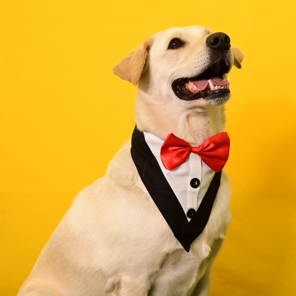 Tuxedo Bandana for Dogs (Black/White)(L)