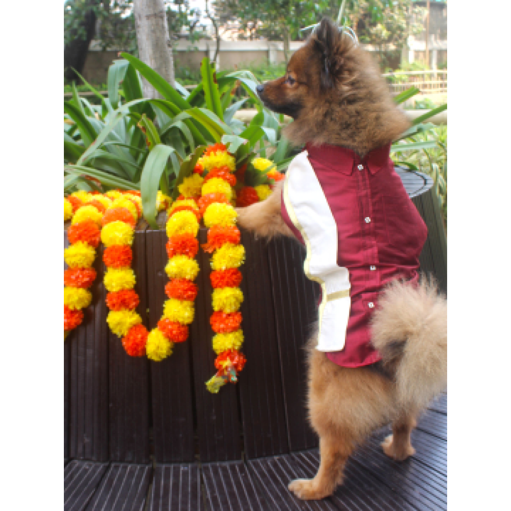 Vastramay Cotton Blend Shirt With Angavastram for Dogs (Maroon)