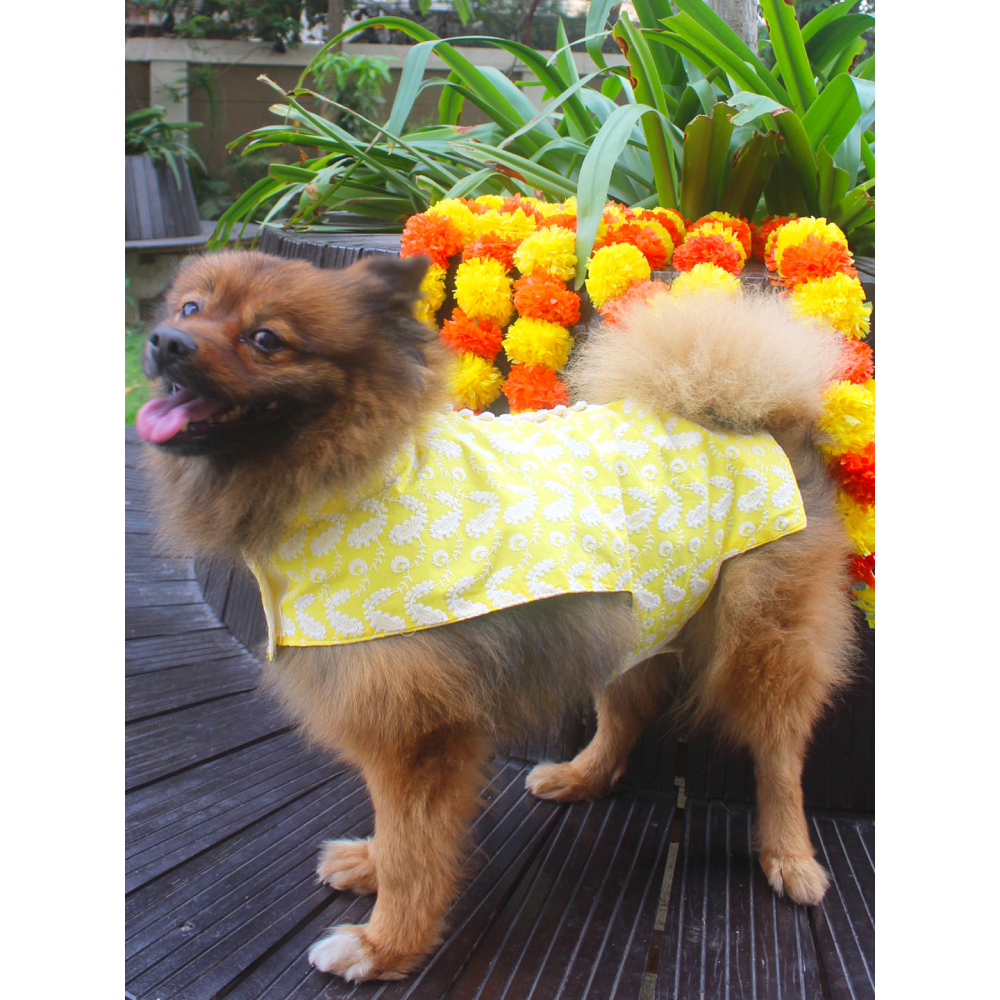 Vastramay Pure Cotton Chikankari Kurta for Dogs (Mustard)