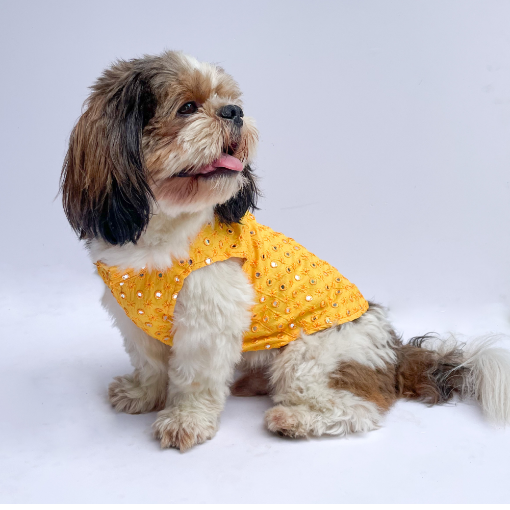 Pawgypets Festive Shirt for Dogs and Cats (Yellow Mirror)