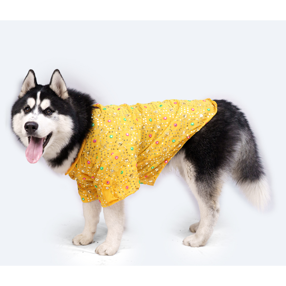 Pawgypets Festive Shirt for Dogs and Cats (Yellow)