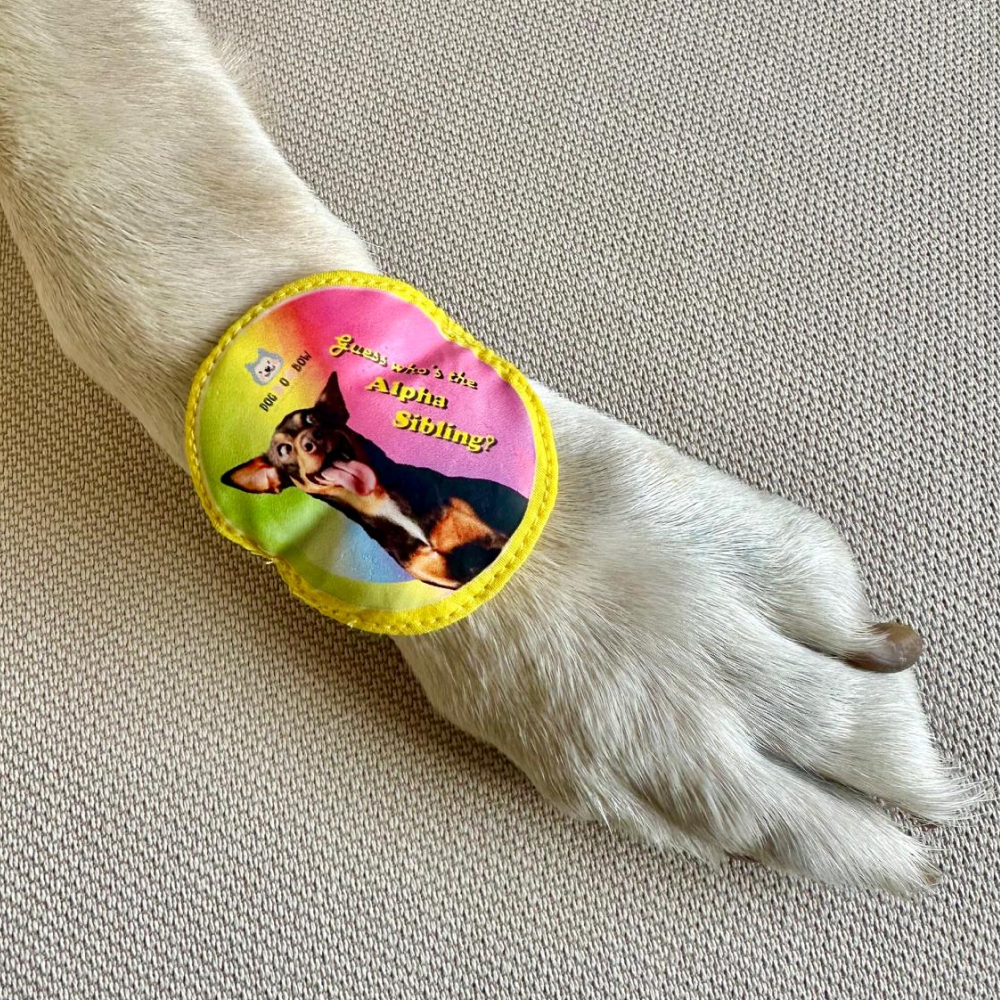 Dogobow Alpha Sibling Rakhi for Dogs and Cats