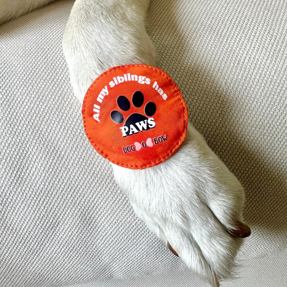 Dogobow All My Siblings Has Paws Rakhi for Dogs and Cats