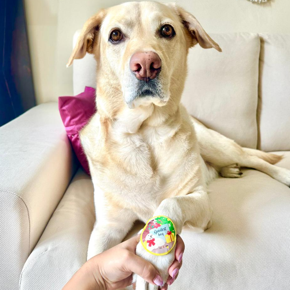 Dogobow Goodest Boy Rakhi for Dogs and Cats