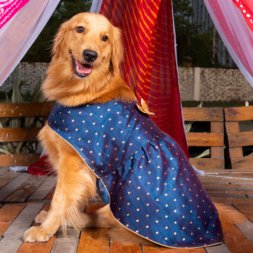 Vastramay Silk Blend Dress for Dogs (Blue and Gold)