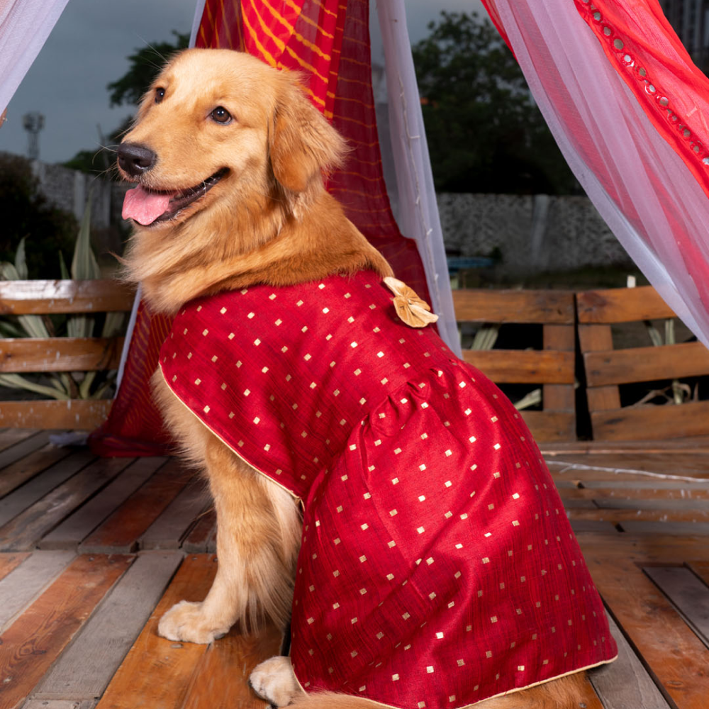 Vastramay Silk Blend Dress for Dogs (Maroon and Gold)