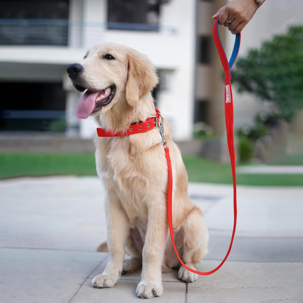 Pets Way Padded Everyday Leash for Dogs (Jam)