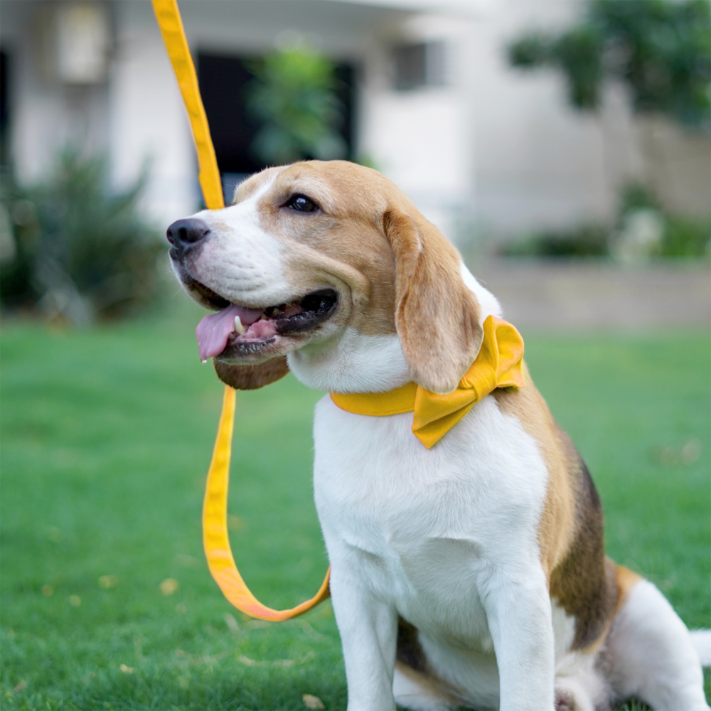Pets Way Premium Luxurious Velvet Leash for Dogs (Amber)