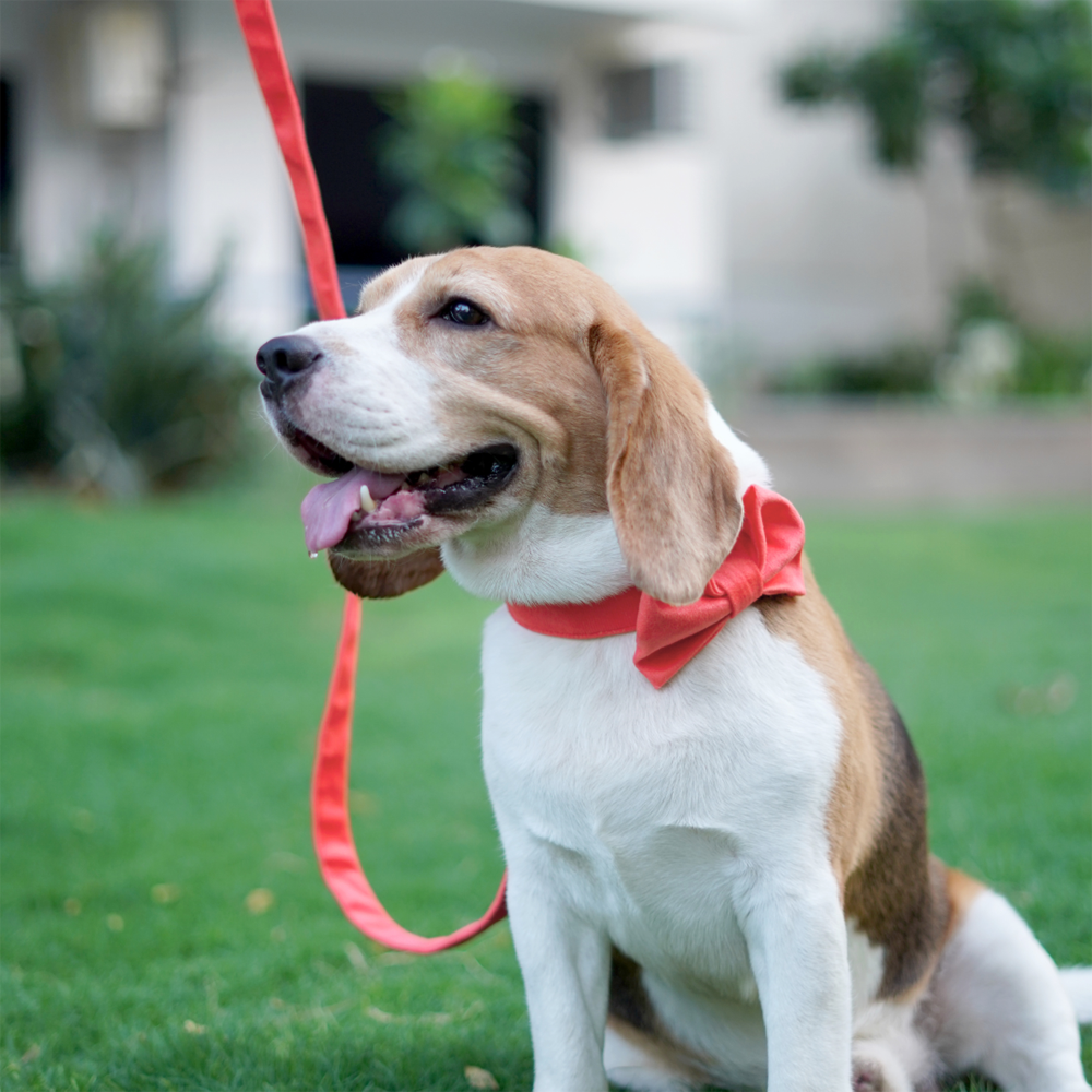 Pets Way Premium Luxurious Velvet Leash for Dogs (Coral)