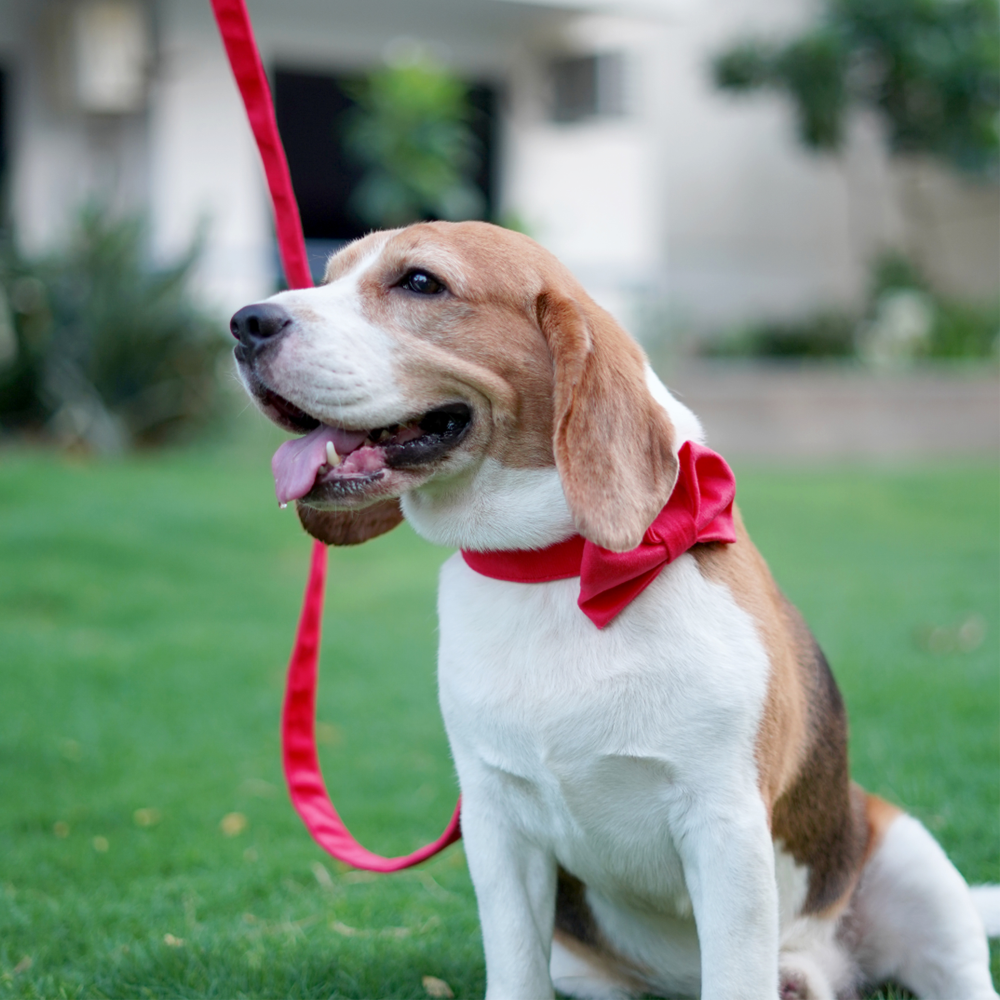 Pets Way Premium Luxurious Velvet Leash for Dogs (Fuschia)