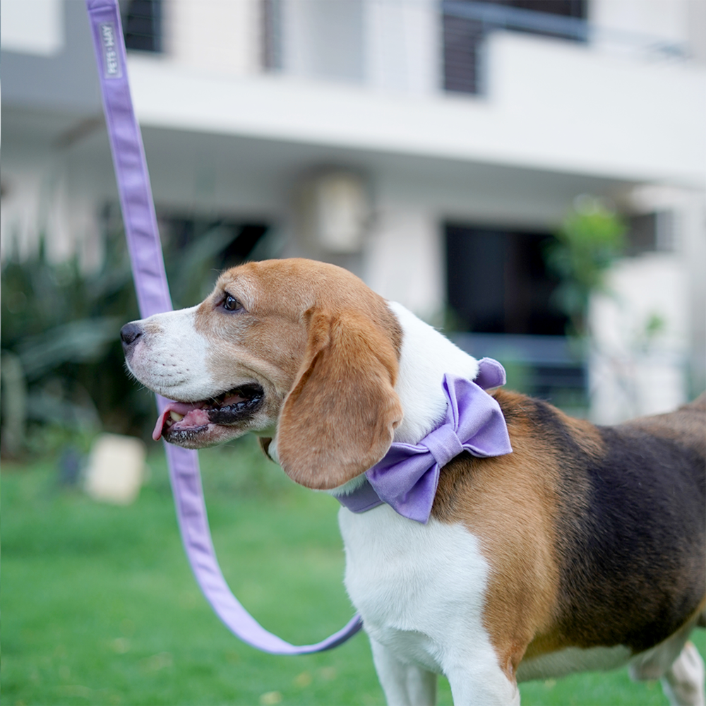 Pets Way Premium Luxurious Velvet Leash for Dogs (Lavender)