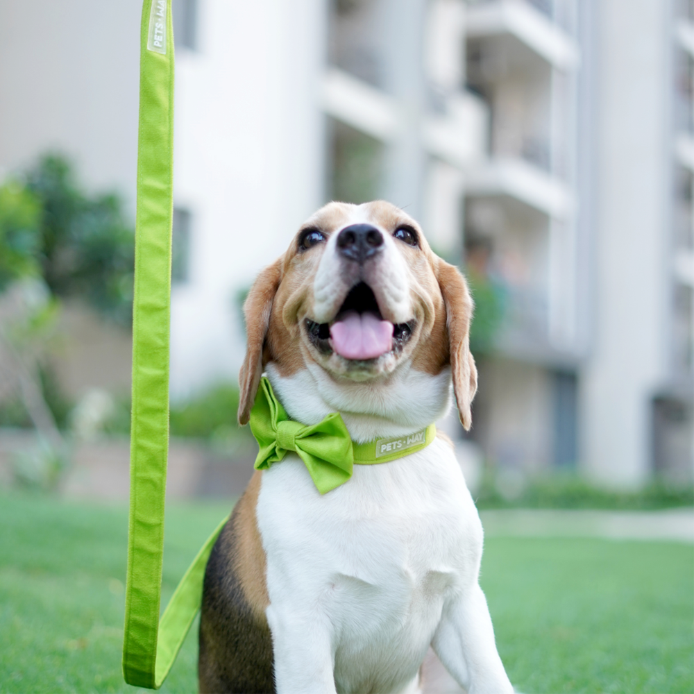 Pets Way Premium Luxurious Velvet Leash for Dogs (Neon)