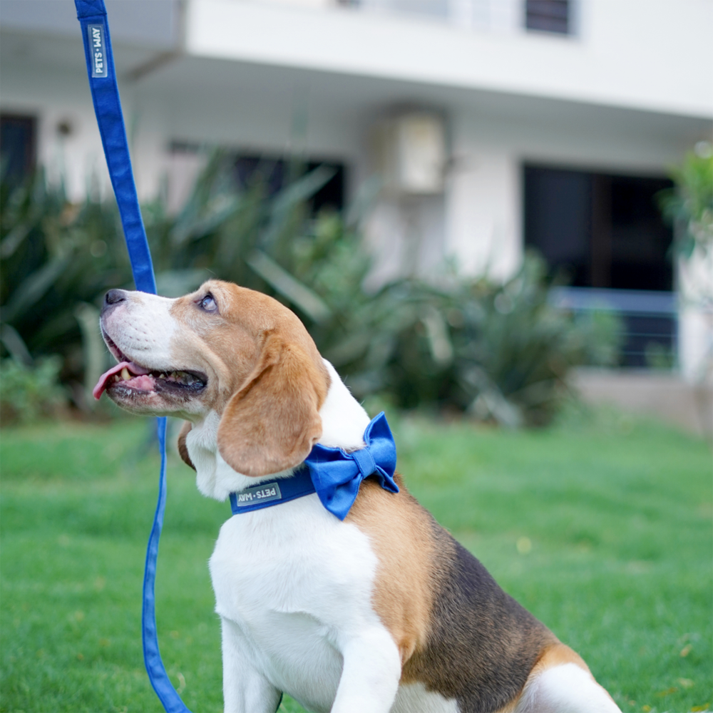 Pets Way Premium Luxurious Velvet Leash for Dogs (Royal Blue)