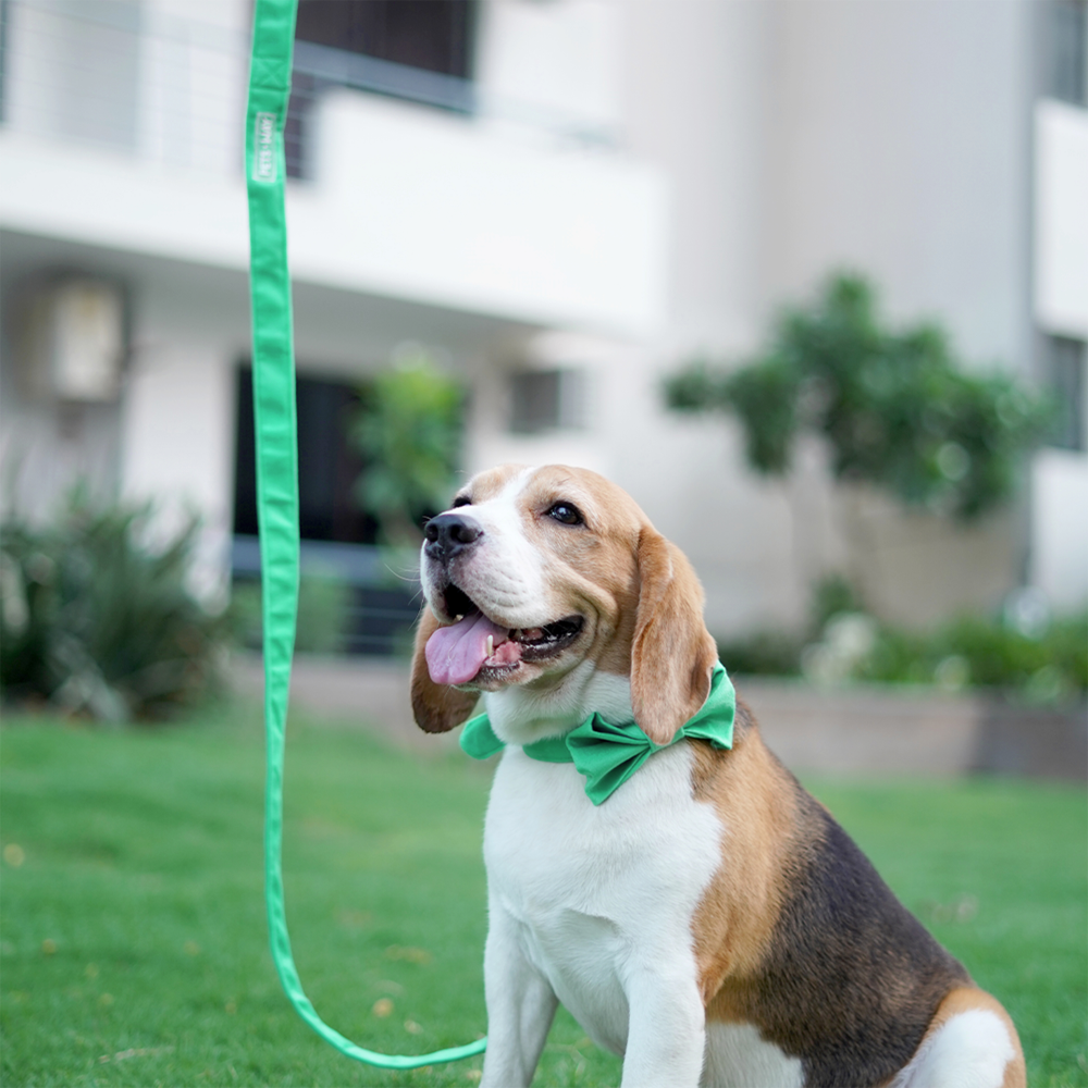 Pets Way Premium Luxurious Velvet Leash for Dogs (Teal)
