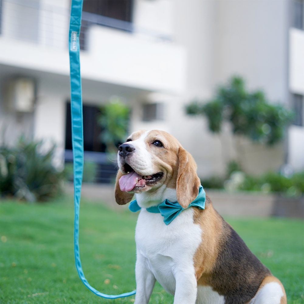 Pets Way Premium Luxurious Velvet Leash for Dogs (Turquoise)