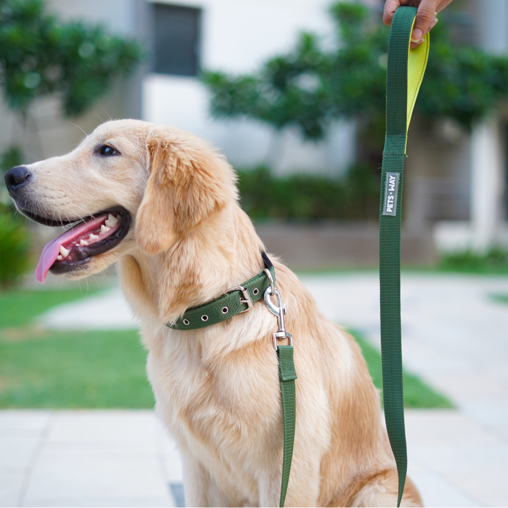 Pets Way Padded Everyday Leash for Dogs (Olive)