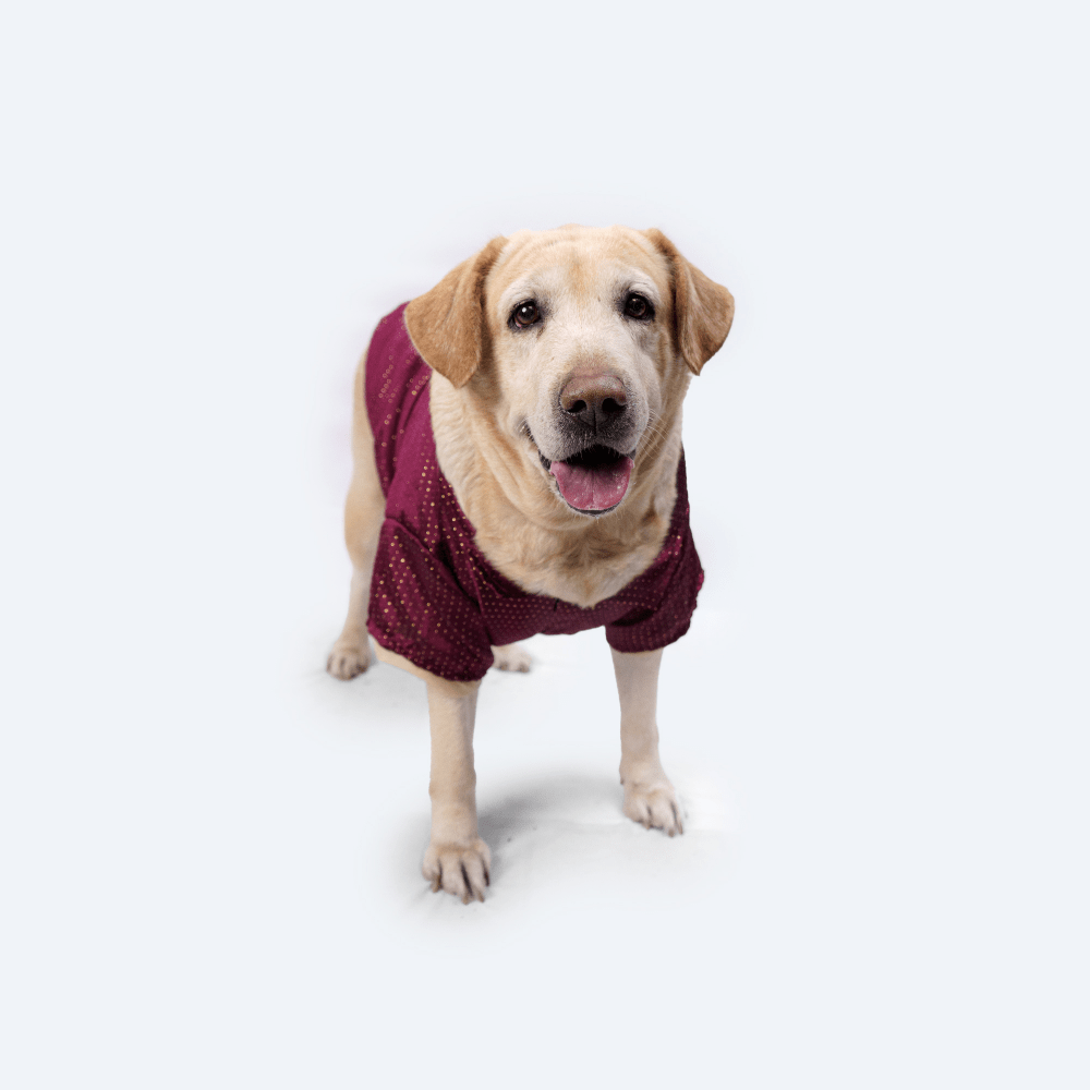 Pawgypets Occasion Wear Golden Dot Shirt for Dogs and Cats (Maroon)