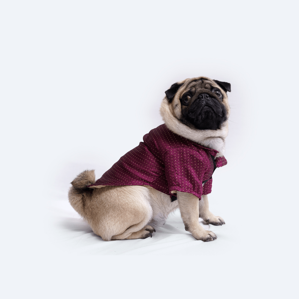 Pawgypets Occasion Wear Golden Dot Shirt for Dogs and Cats (Violet)