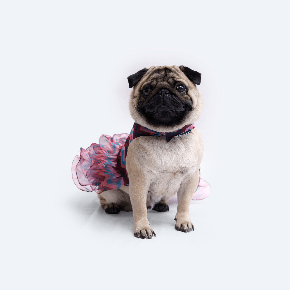 Pawgypets Frill Dress for Dogs and Cats (Blue)