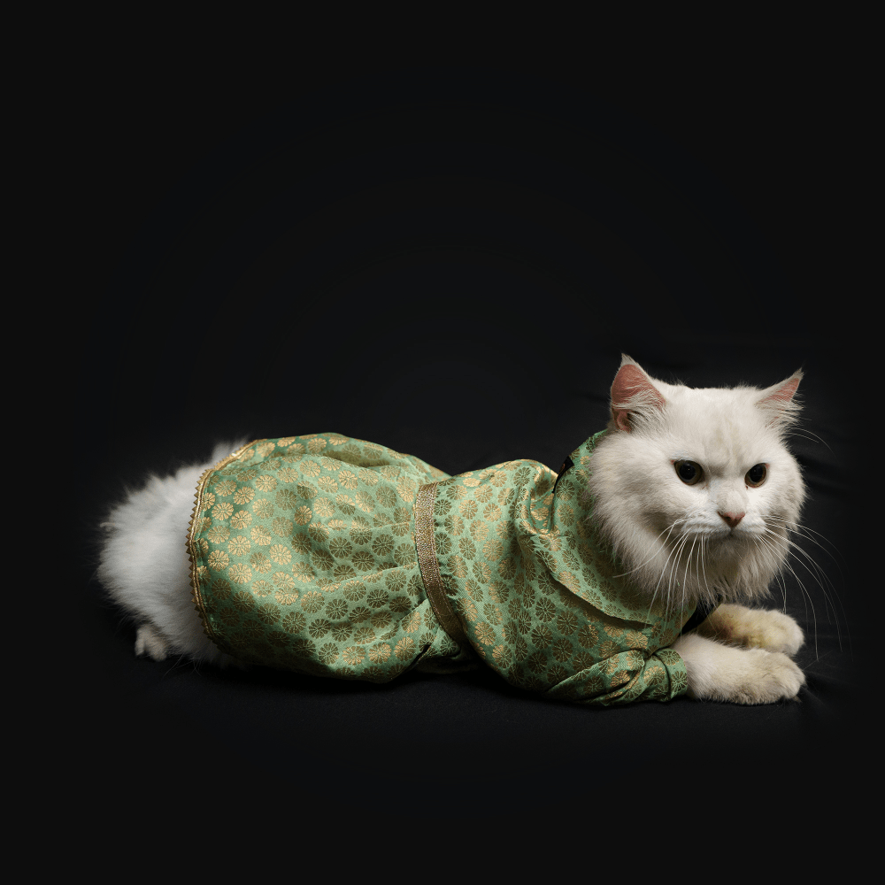 Pawgypets Occasion Wear Dress for Dogs and Cats (Pista Green)