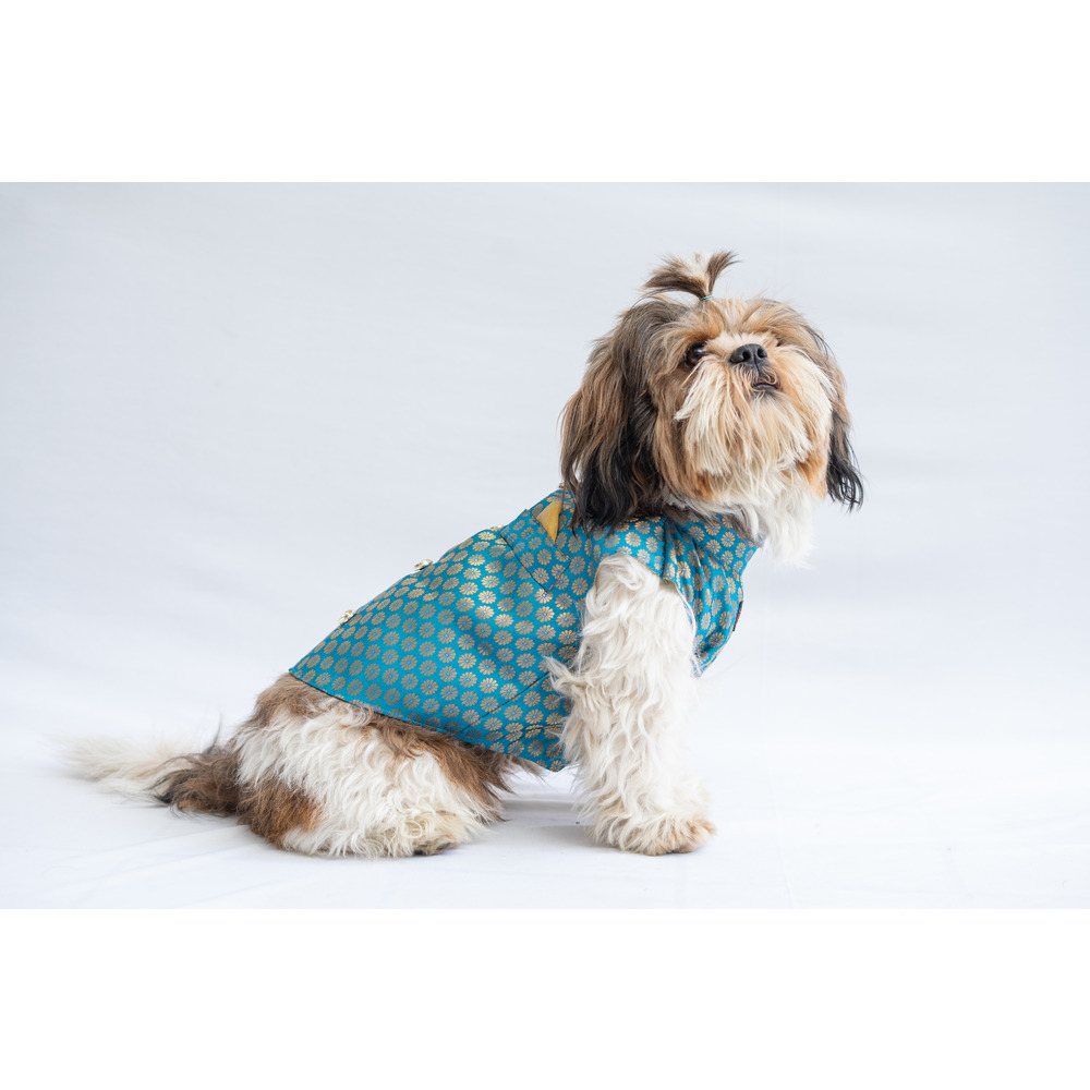Pawgypets Sherwani for Dogs and Cats (Teal Blue)