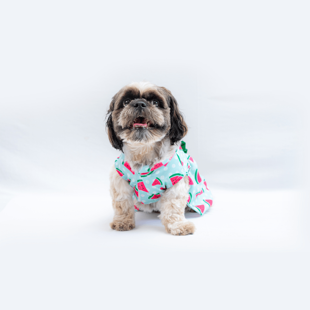 Pawgypets Watermelon Casual Dress for Dogs and Cats