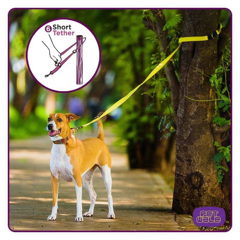 PetWale Multi Functional Leash for Dogs (Blue with Yellow)