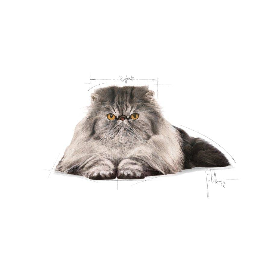 Royal Canin Persian Adult Dry Cat Food (Sample)