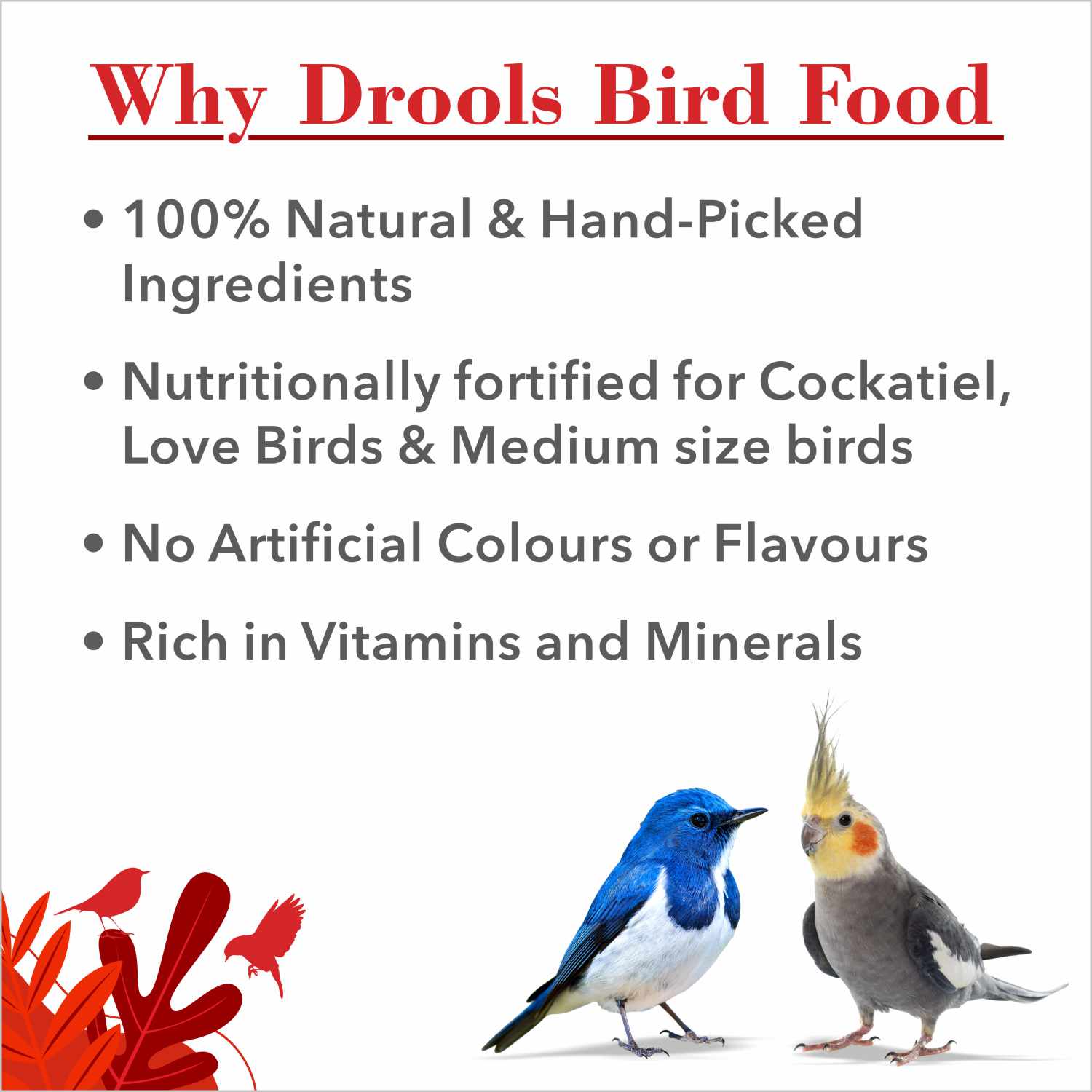 Drools Bird Food with Mixed Seeds for Love Birds and Cockatiel