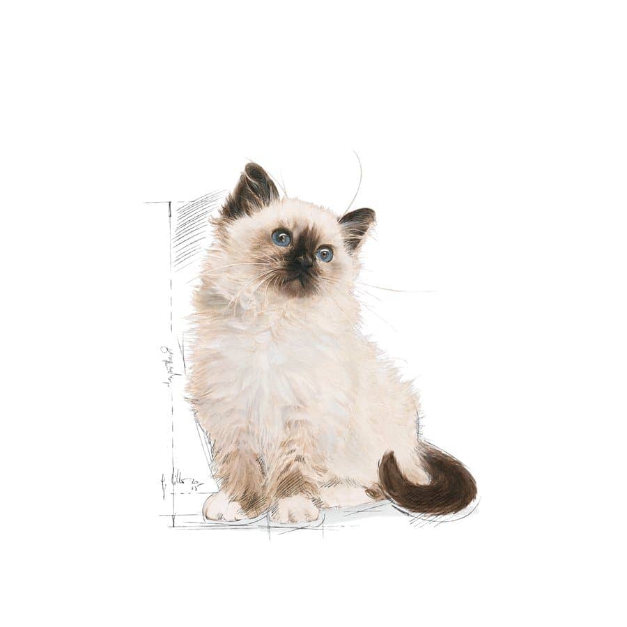 Royal Canin Kitten Dry Food (Sample)