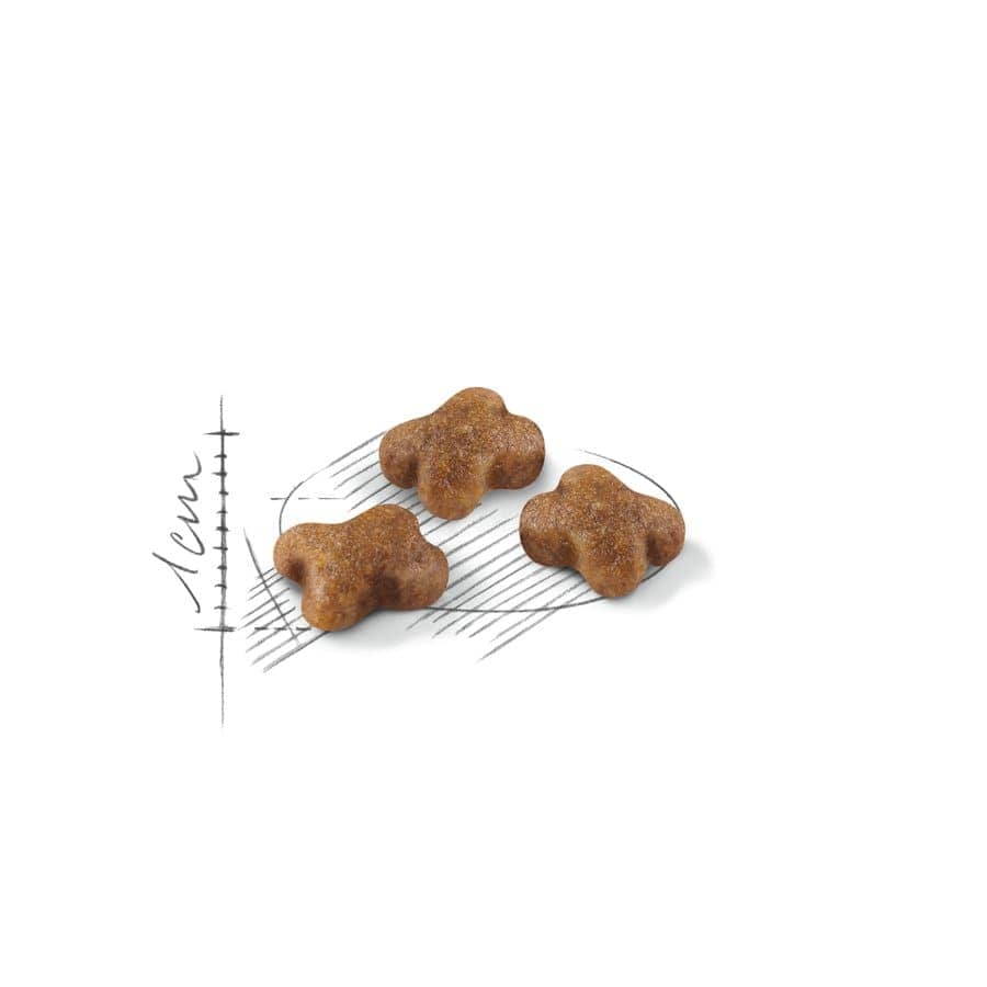 Royal Canin Kitten Dry Food (Sample)
