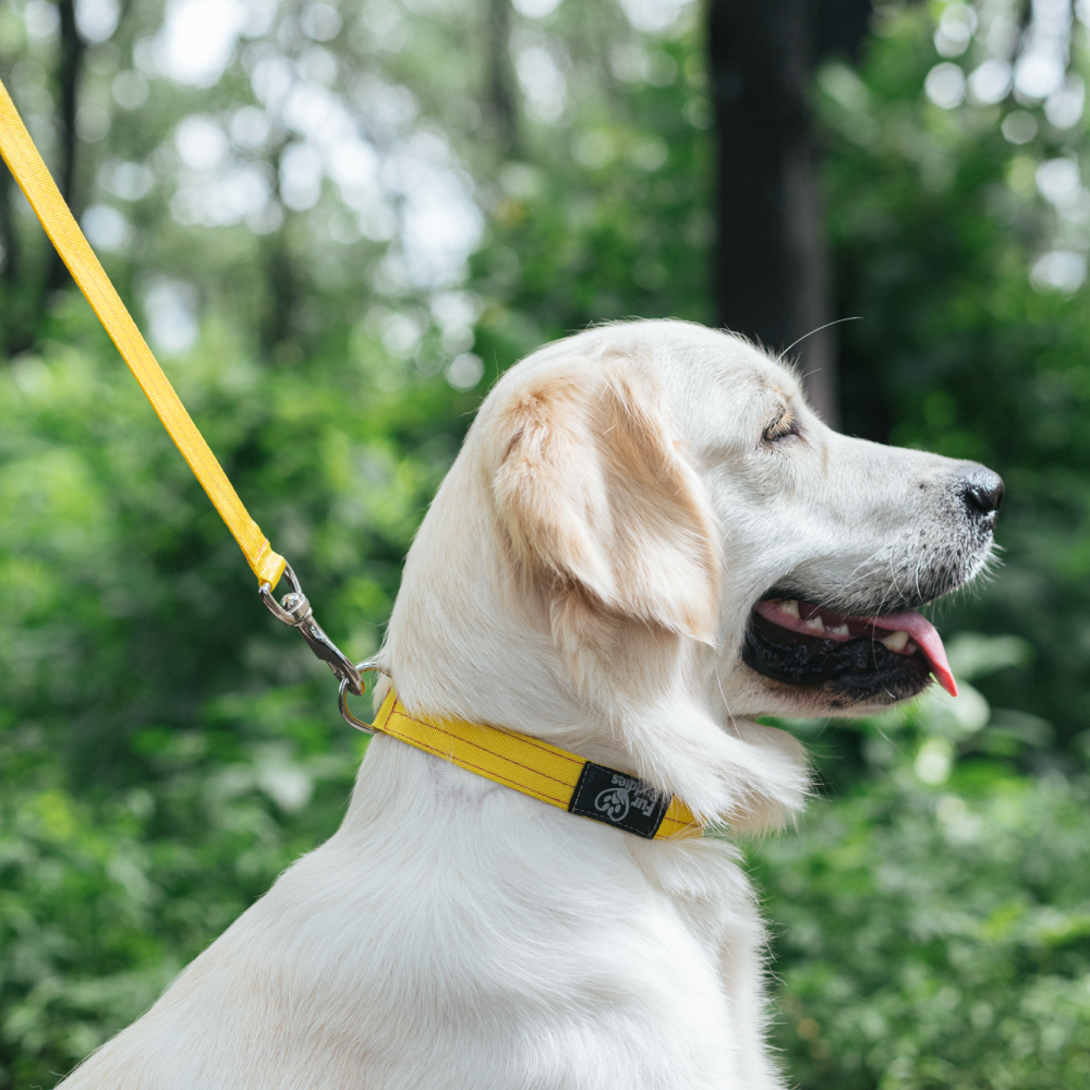 FurBuddies Collar & Leash Set for Dogs (Yellow Nylon)