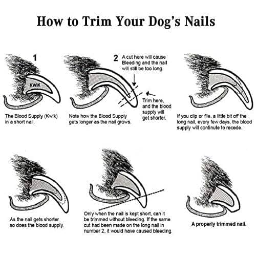 First Pet Nail Cutter Clipper for Pets