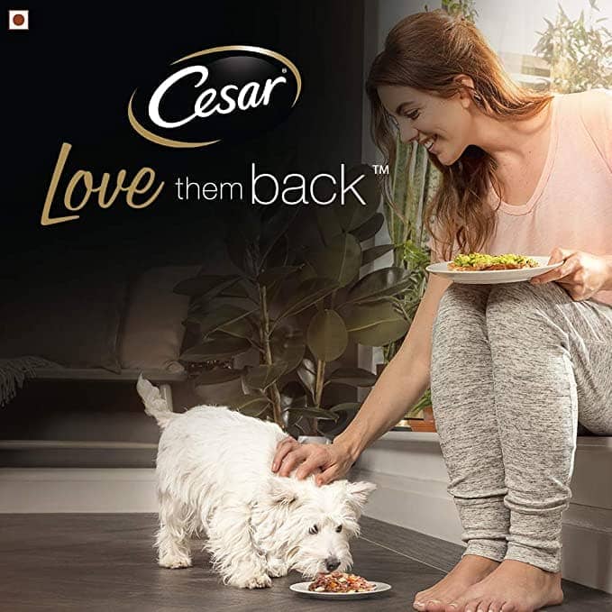 Cesar Salmon & Potato Adult Dog Wet Food