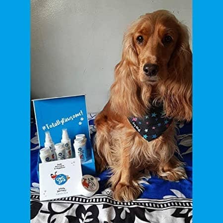 Captain Zack Miniature Box for Dogs