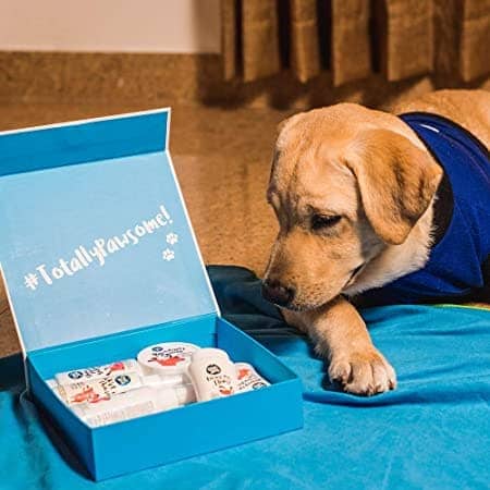 Captain Zack Miniature Box for Dogs