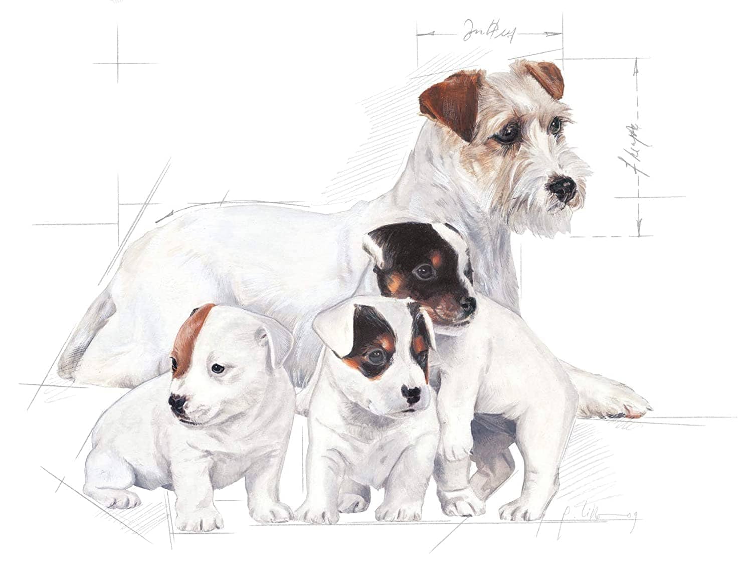 Royal Canin Baby Dog Milk for Puppies