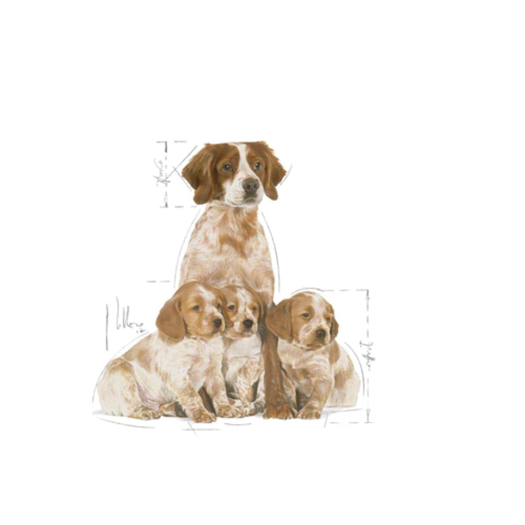 Royal Canin Medium Puppy Dry Food (Sample)