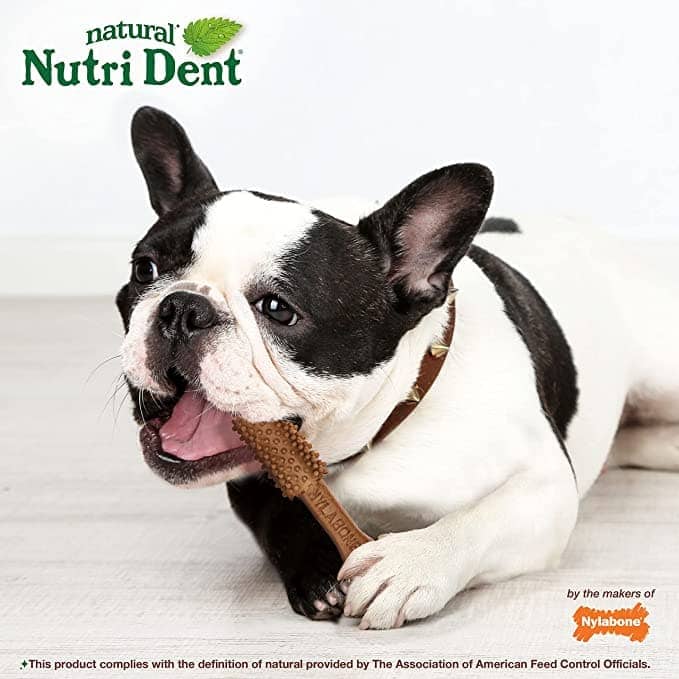 Nylabone Filet Mignon Nutri Dent Dental Treats for Mini Breed Dogs