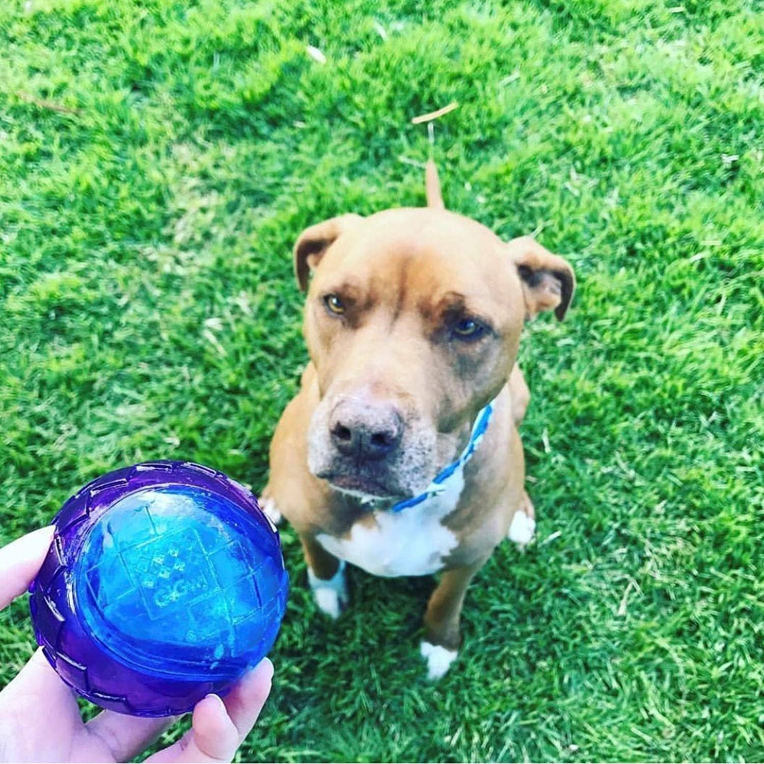 GiGwi Ball Squeaker Toy for Dogs (Pack of 3)
