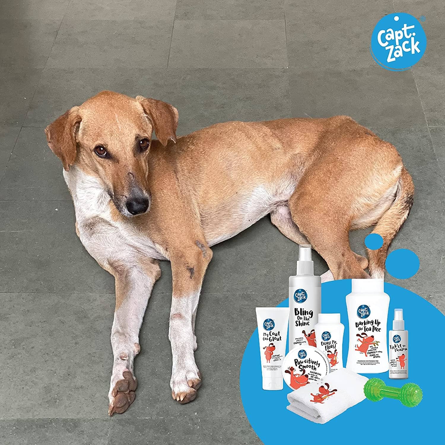 Captain Zack The Indian Pariah Groom Box for Dogs