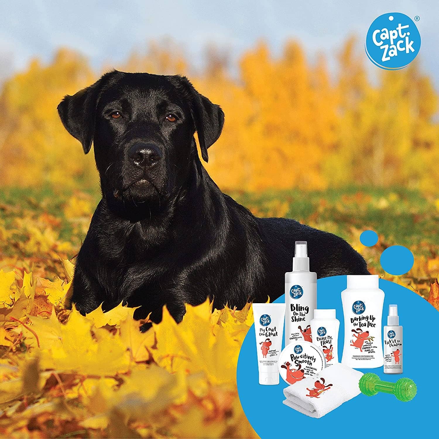 Captain Zack The Labrador Groom Box for Dogs