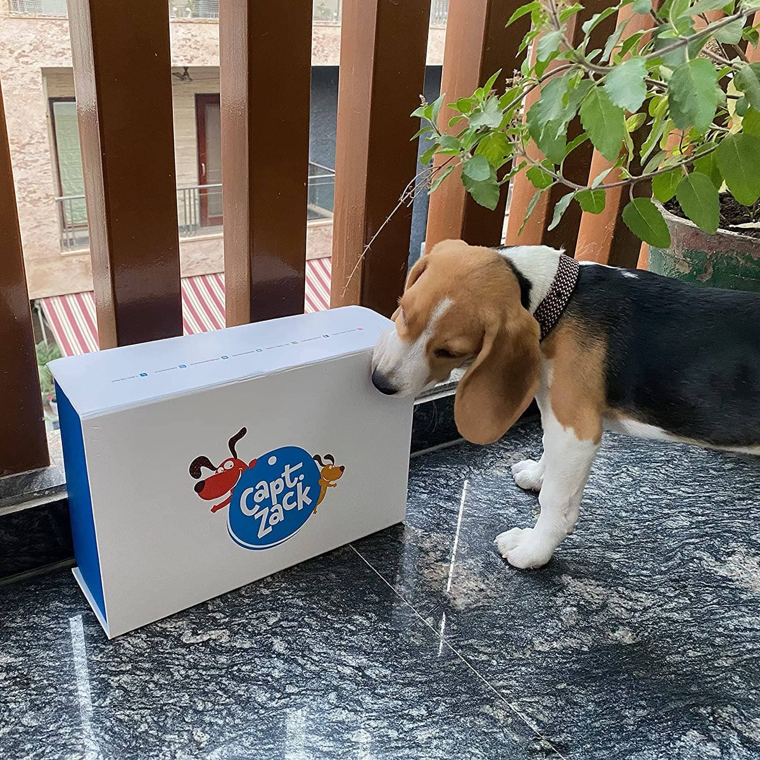 Captain Zack The Beagle Groom Box for Dogs