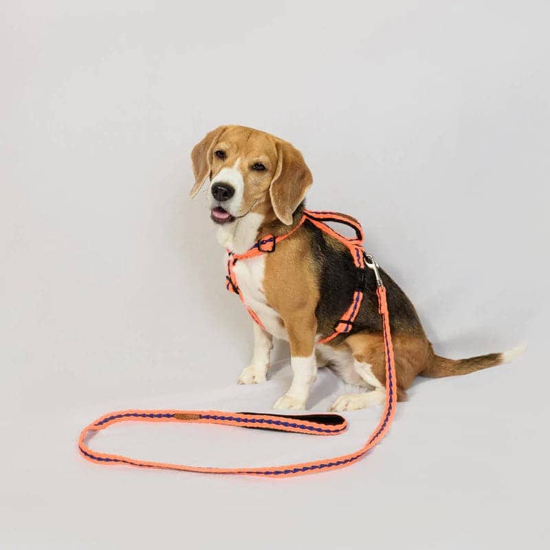 PetWale Cotton Leash for Dogs (Orange)