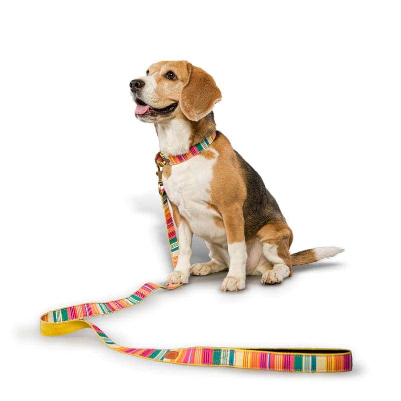 PetWale Nylon Leash for Dogs (Colourful Stripes)